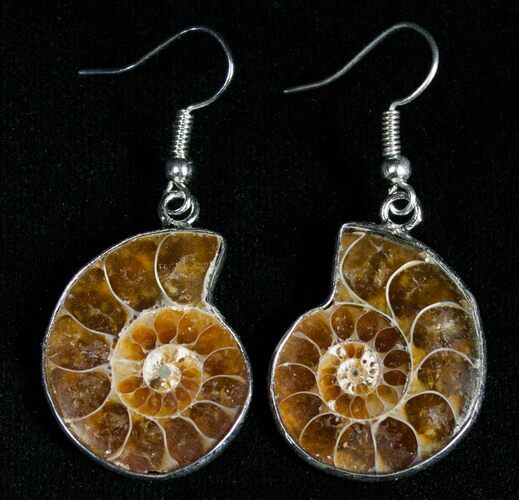 Polished Ammonite Earrings #2714